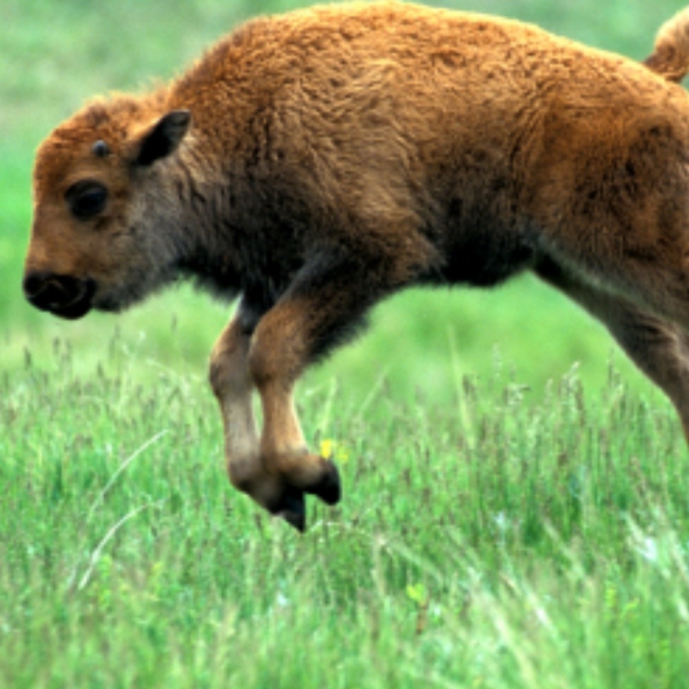 Meet your Posher, Neveah